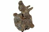 Triceratops Caudal Vertebrae On Stand - North Dakota #77966-2
